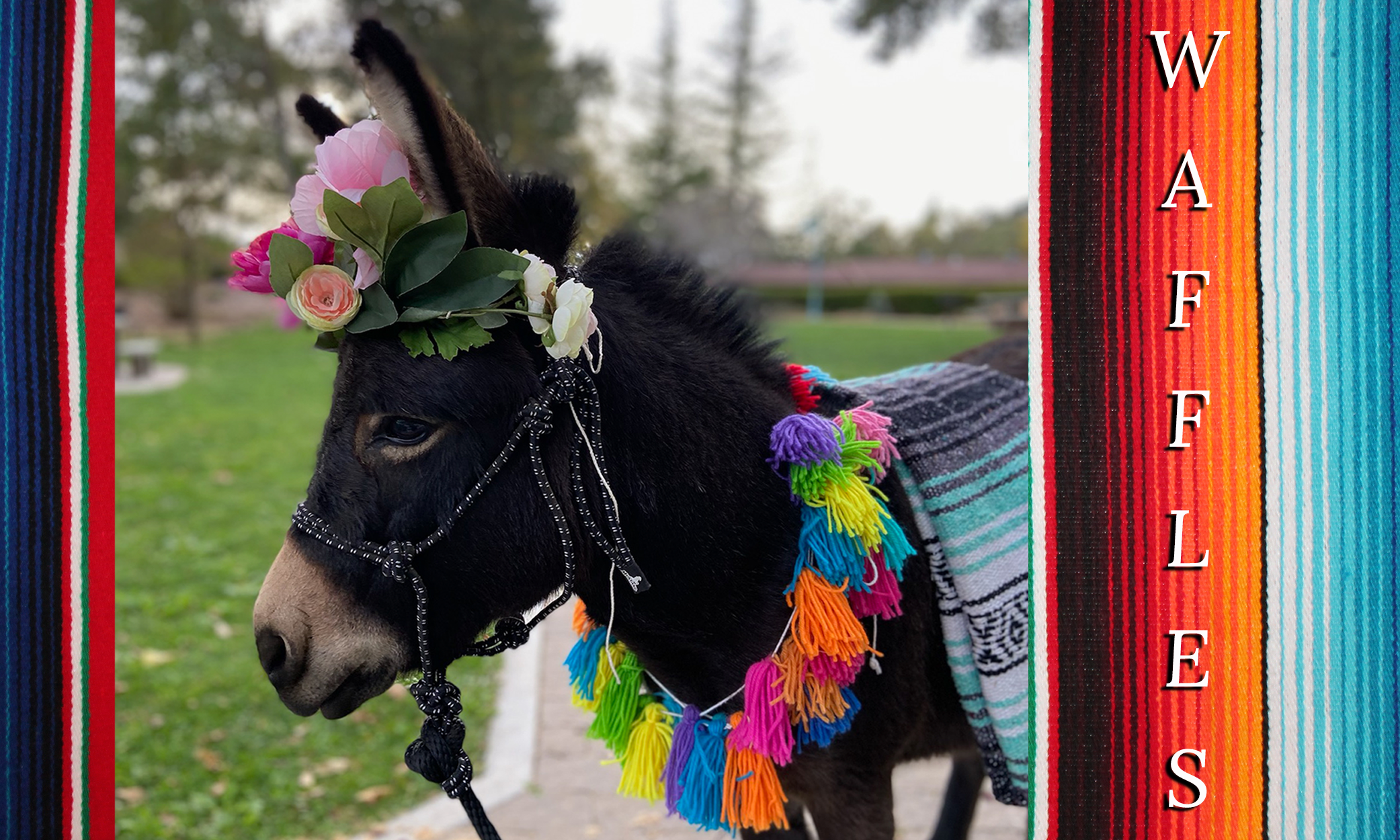 Image of mini donkey, Waffles, draped with greenery and basket.